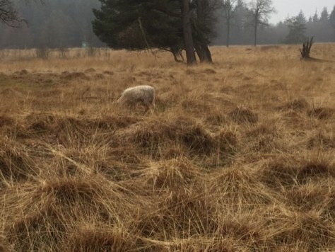 Shoarma met sociale fobie